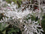20100106a.jpg